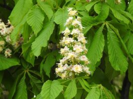 Ile kosztuje matura na czarnym rynku?