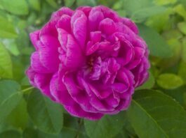 Jak ZUS sprawdza status ucznia?