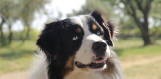 Czy trzeba chodzić do Żaka?