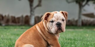 Na jakim poziomie jest angielski w liceum?