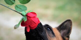 Czy niemiecki jest trudny dla Polaka?