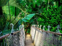 Ile kosztuje kurs językowy online?