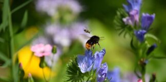 Co to jest znajomość języka angielskiego na poziomie B2?
