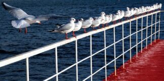 Ile jest poziomów języka angielskiego?