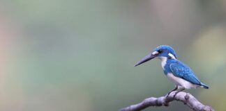 Kiedy organizm jest najbardziej wydajny?