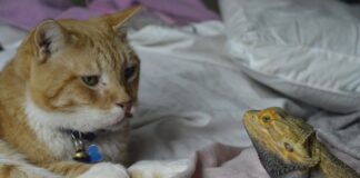 Ile słów trzeba znać żeby się dogadać?