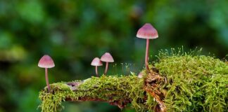 Jakie wyróżniamy rodzaje dawek leków?