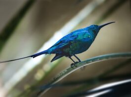 Jak rozliczyć fakturę metoda kasowa?